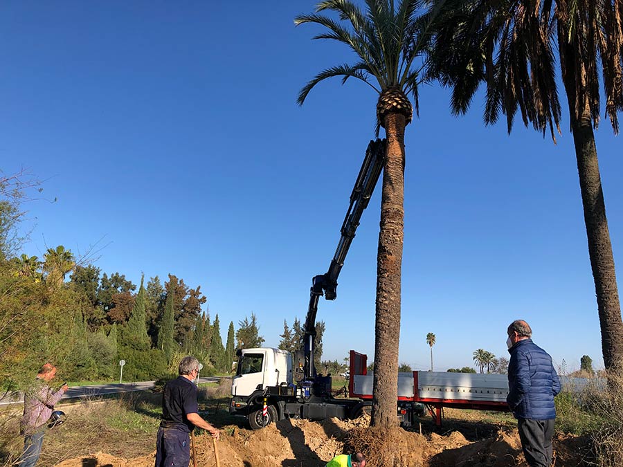 Trasplantes Árboles y Palmeras